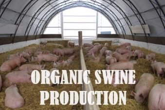 An image of group housing of swine with the words "Organic Swine Production" in white overtop of the image.